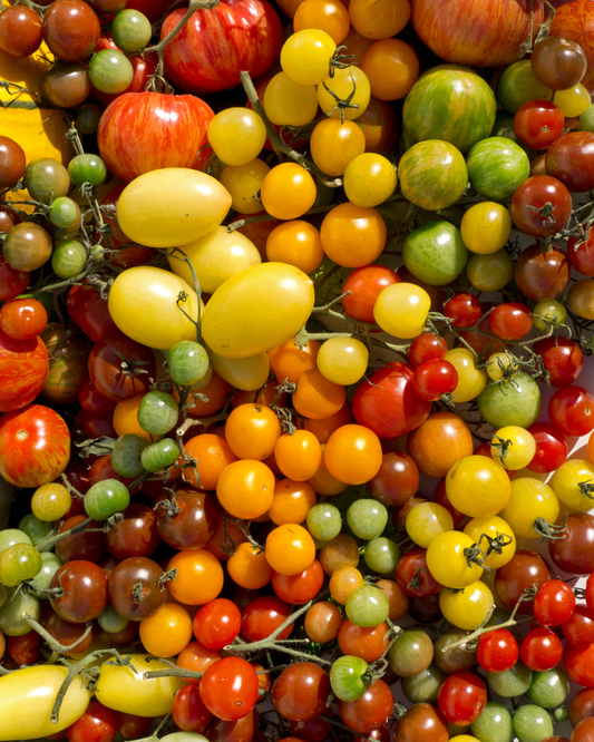 Ingredient: Tomatoes of Puglia. The Sun Preserved