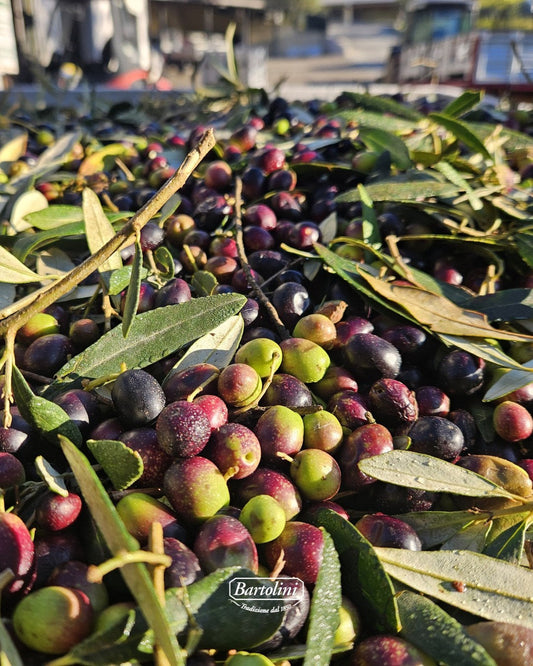 Ingredient: Olive Oil in Umbria