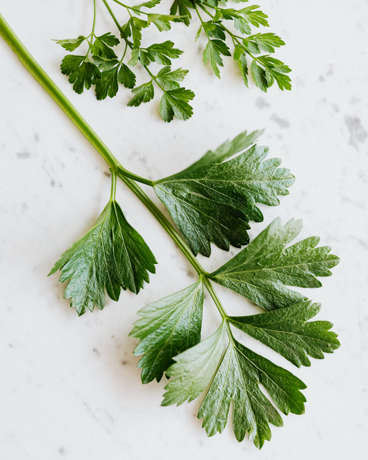 Ingredient: Parsley. The Green Jewel of the Kitchen